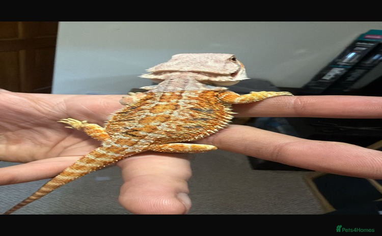 Bearded Dragon reptiles - Advert 4