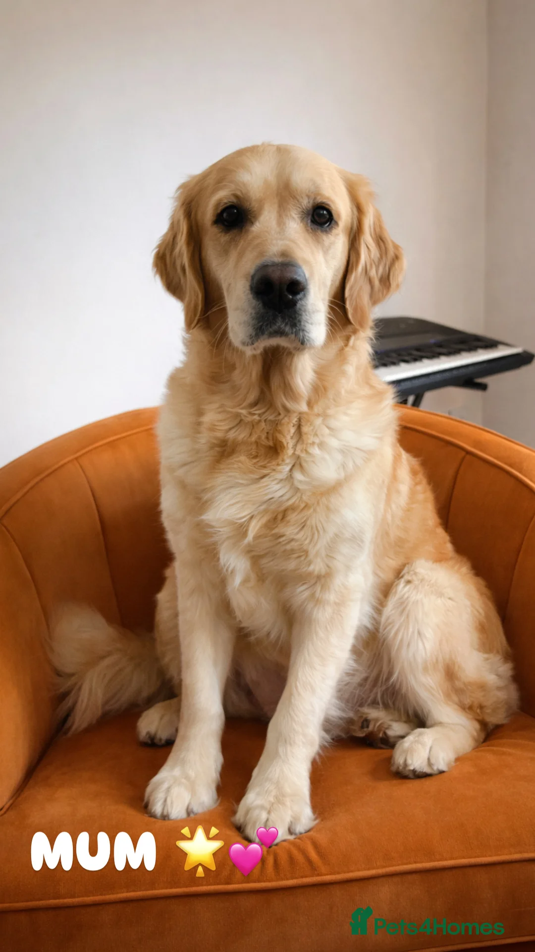 Golden Retriever dogs for sale: 🌟Golden Retriever Puppies | KC & Family Raised 🌟 - Advert 1