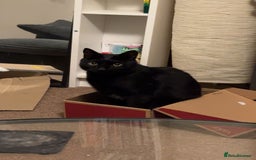 Bombay cats for sale: Shadow - Bombay - Image 3