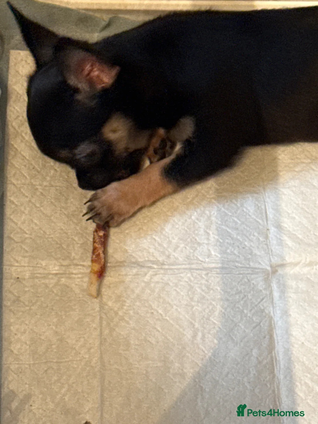 Chihuahua dogs for sale: For sale - Advert 2