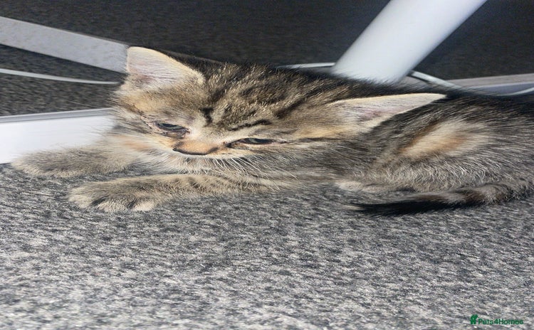 Norwegian Forest Cat cats - Advert 2