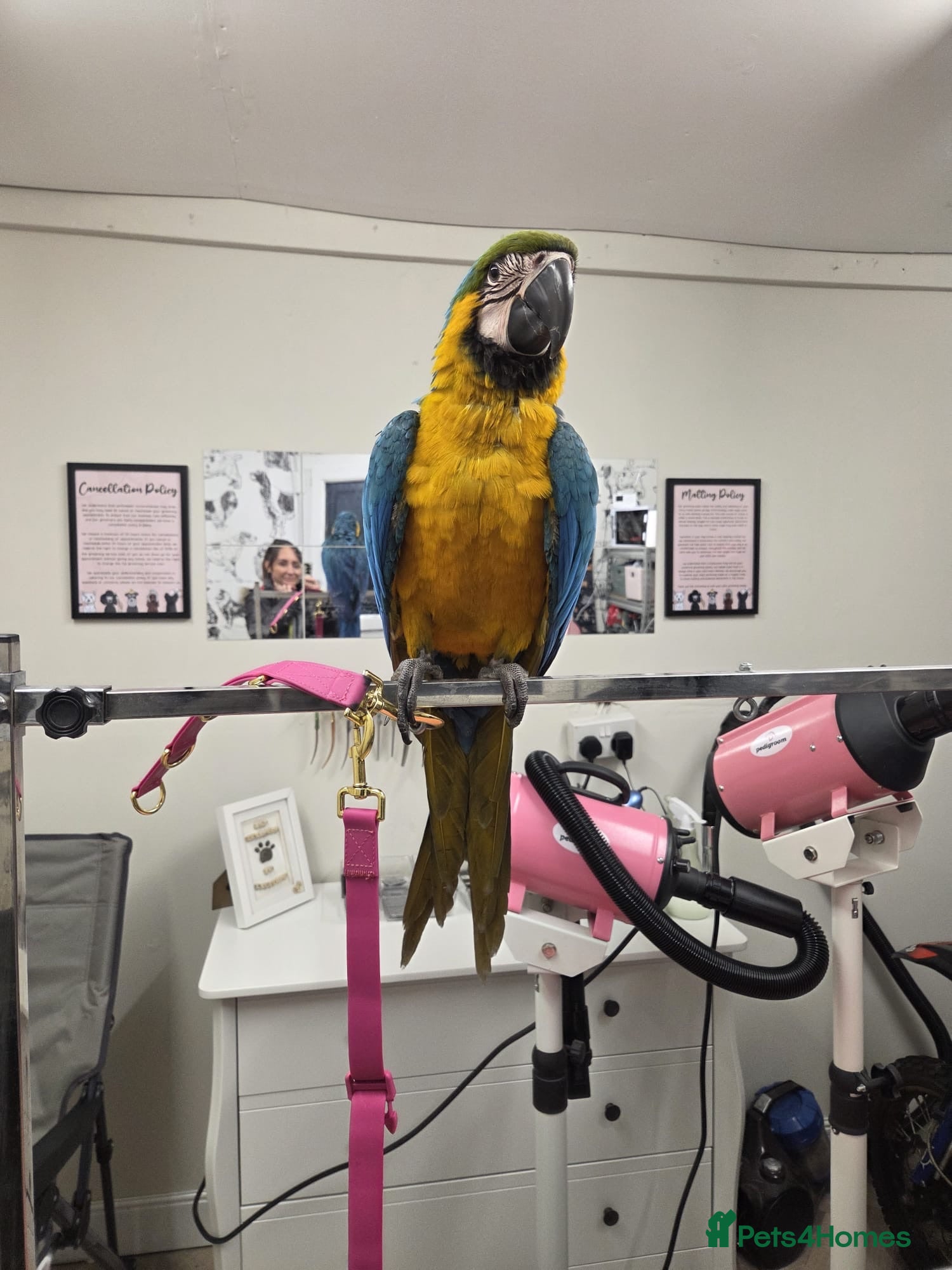 Macaws birds Blue and gold macaw young  - Advert 1