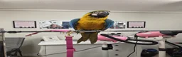 Macaws birds for sale: Blue and gold macaw young  - Advert 1