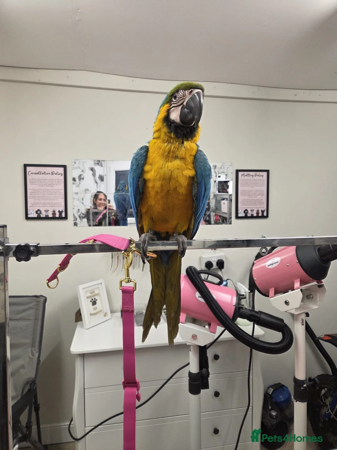 Macaws birds for sale: Blue and gold macaw young  - Advert 1