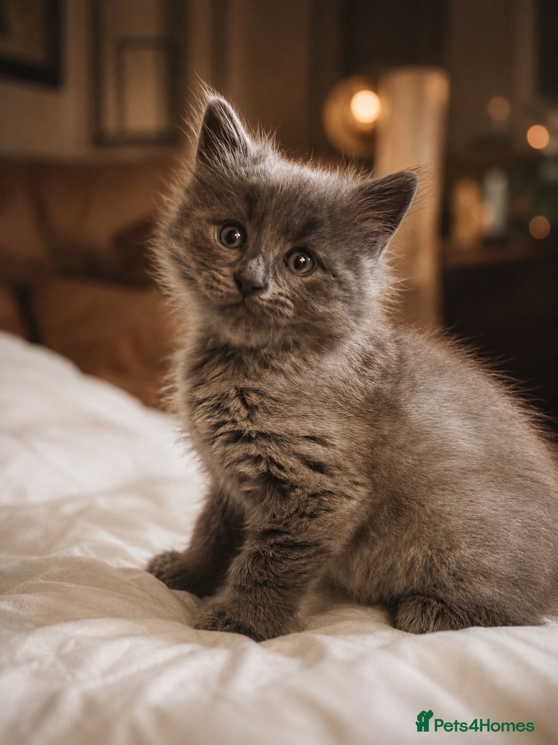 Maine Coon cats REDUCED PRICE Maine coon boy 🤍 - Advert 12