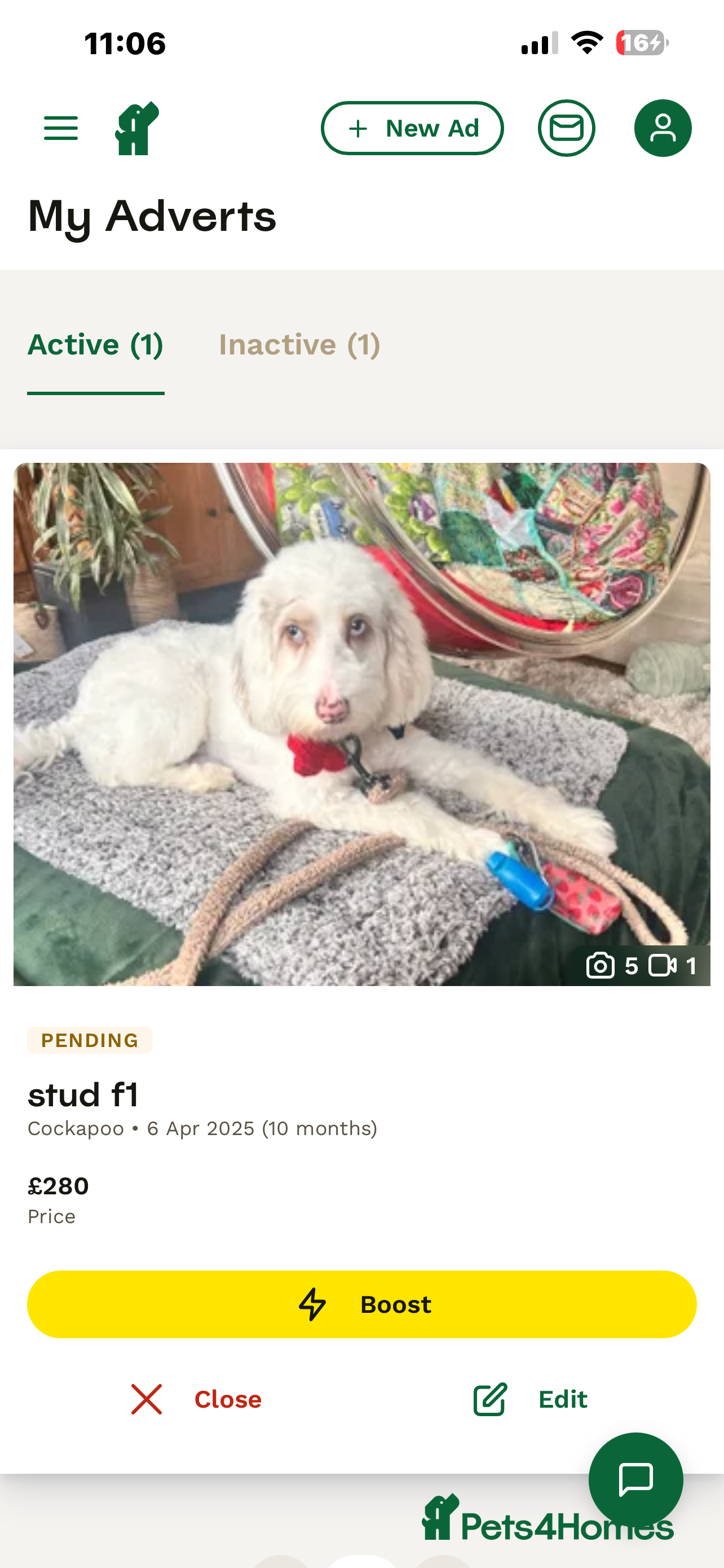 Cockapoo dogs white/gold f 1 stud  in Broadstairs - Advert 2