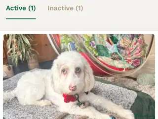 Cockapoo dogs white/gold f 1 stud in Broadstairs - Advert 12