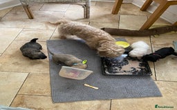 Mixed Breed dogs for sale: Doxie - chon puppies for sale - Image 5