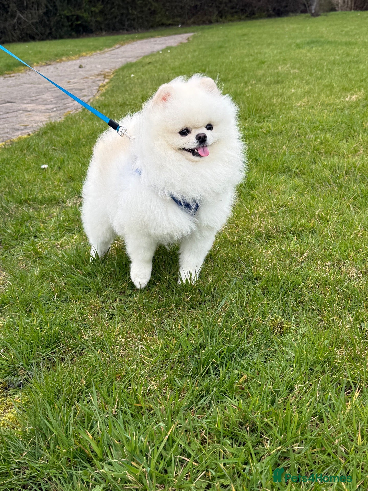 Pomeranian dogs Max (stud use only) Pomeranian  - Advert 1