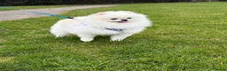 Pomeranian dogs for stud: Max (stud use only) Pomeranian  - Advert 1