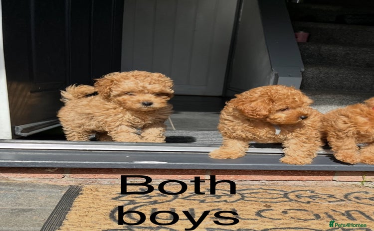 Cavapoo dogs - Advert 3