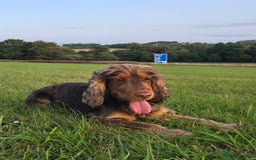 Cocker Spaniel dogs for sale: Show type x working cocker spaniel - Image 7