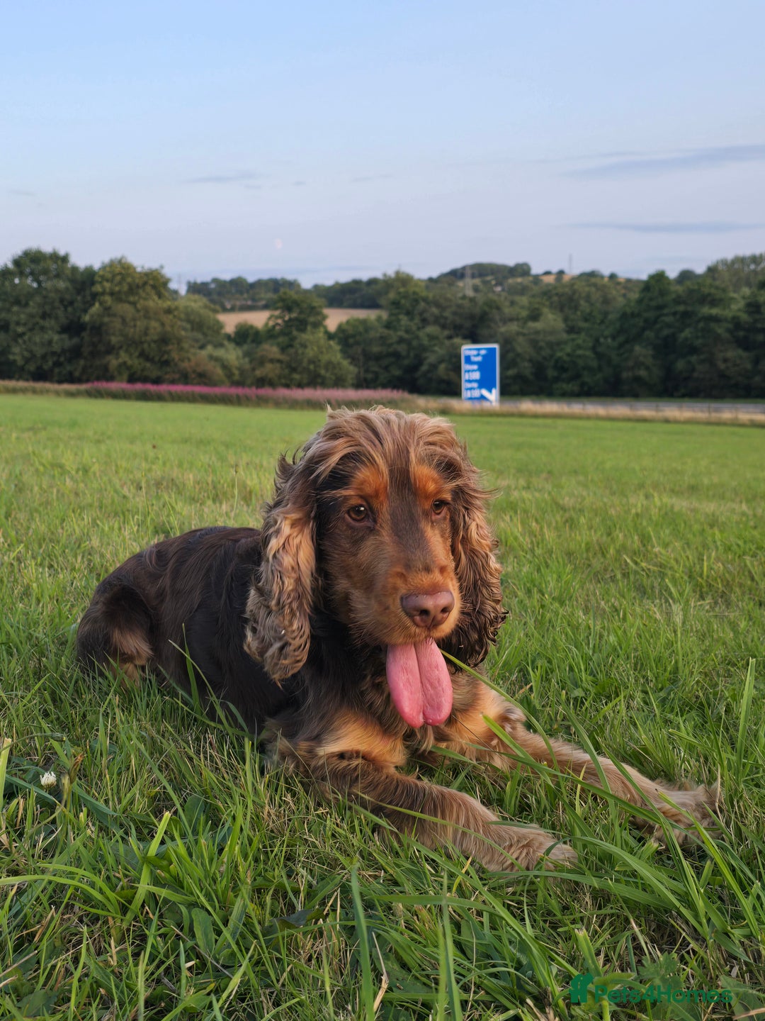 Cocker Spaniel dogs for sale: Show type x working cocker spaniel - Image 7