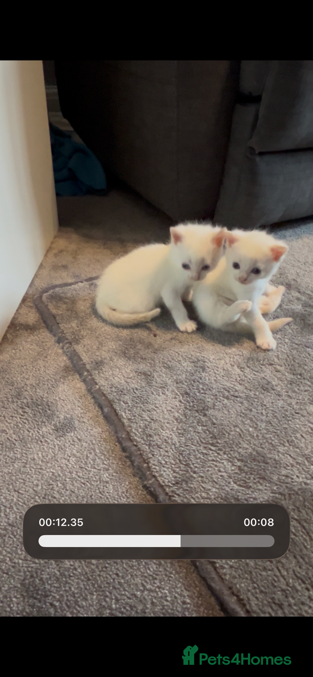 Mixed Breed cats for sale: Gorgeous fully kittens  - Advert 2