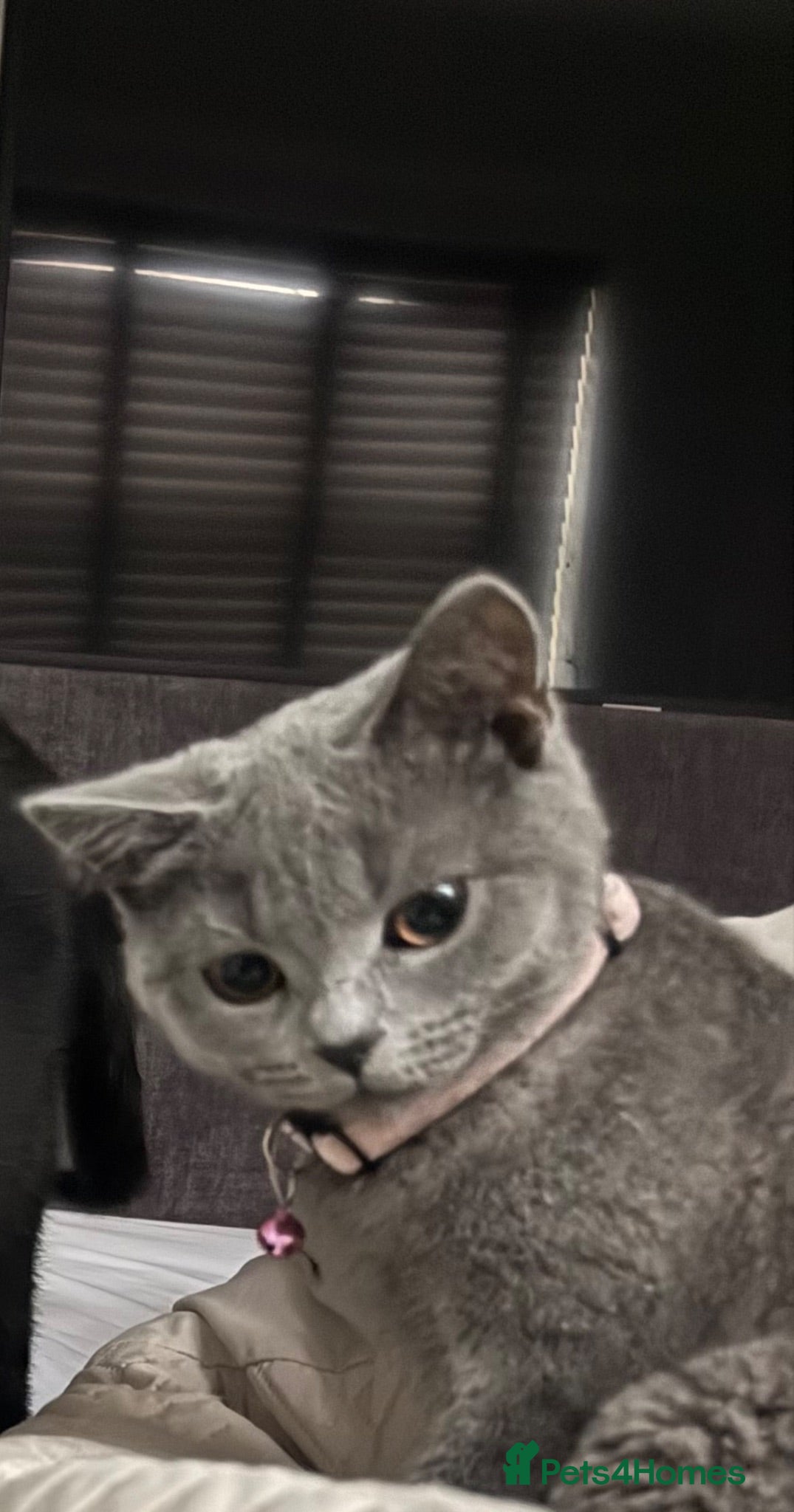 British Shorthair cats Half British shorthair  - Advert 1