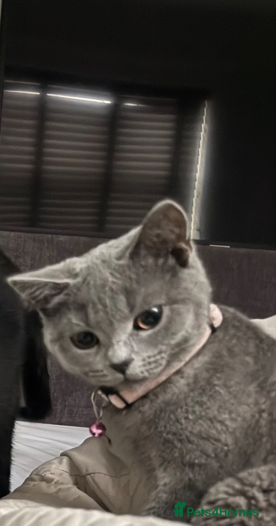 British Shorthair cats for sale: Half British shorthair  - Advert 1