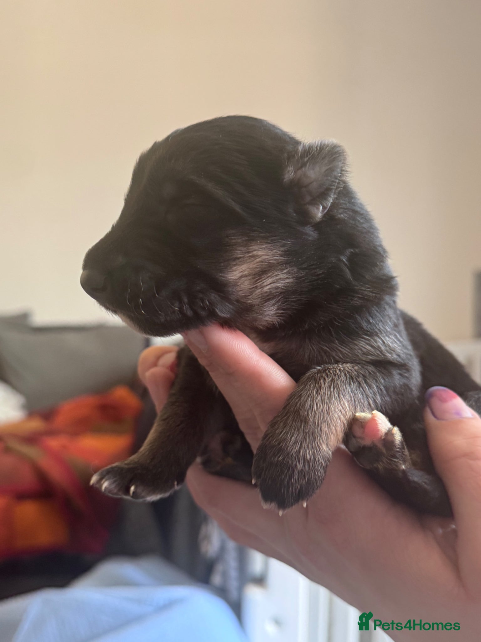 German Shepherd dogs German shepherd puppies - Advert 16