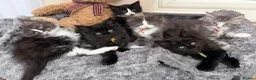 Maine Coon cats for sale: 6 Beautiful pedigree TICA reg Maine Coon kittens - Advert 2
