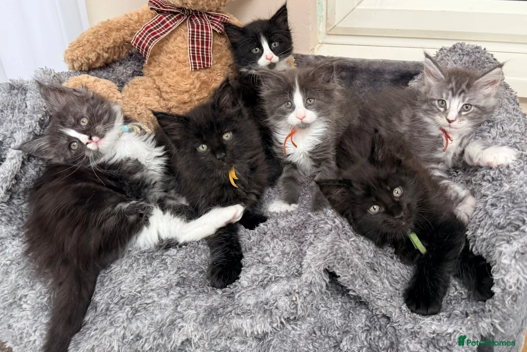 Maine Coon cats for sale: 6 Beautiful pedigree TICA reg Maine Coon kittens - Advert 2