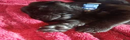 Flat coated Retriever dogs for sale: Ready now Flat coat retriever 2 left 1 boy 1 girl - Advert 16