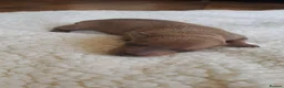 Italian Greyhound dogs for sale: KC REGISTERED ITALIAN GREYHOUND PUPPIES  in Oldham - Advert 13