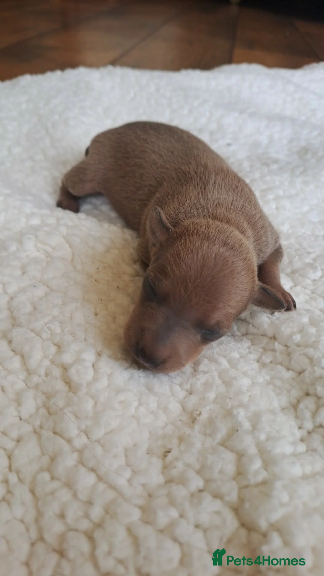 Italian Greyhound dogs for sale: KC REGISTERED ITALIAN GREYHOUND PUPPIES  in Oldham - Advert 13