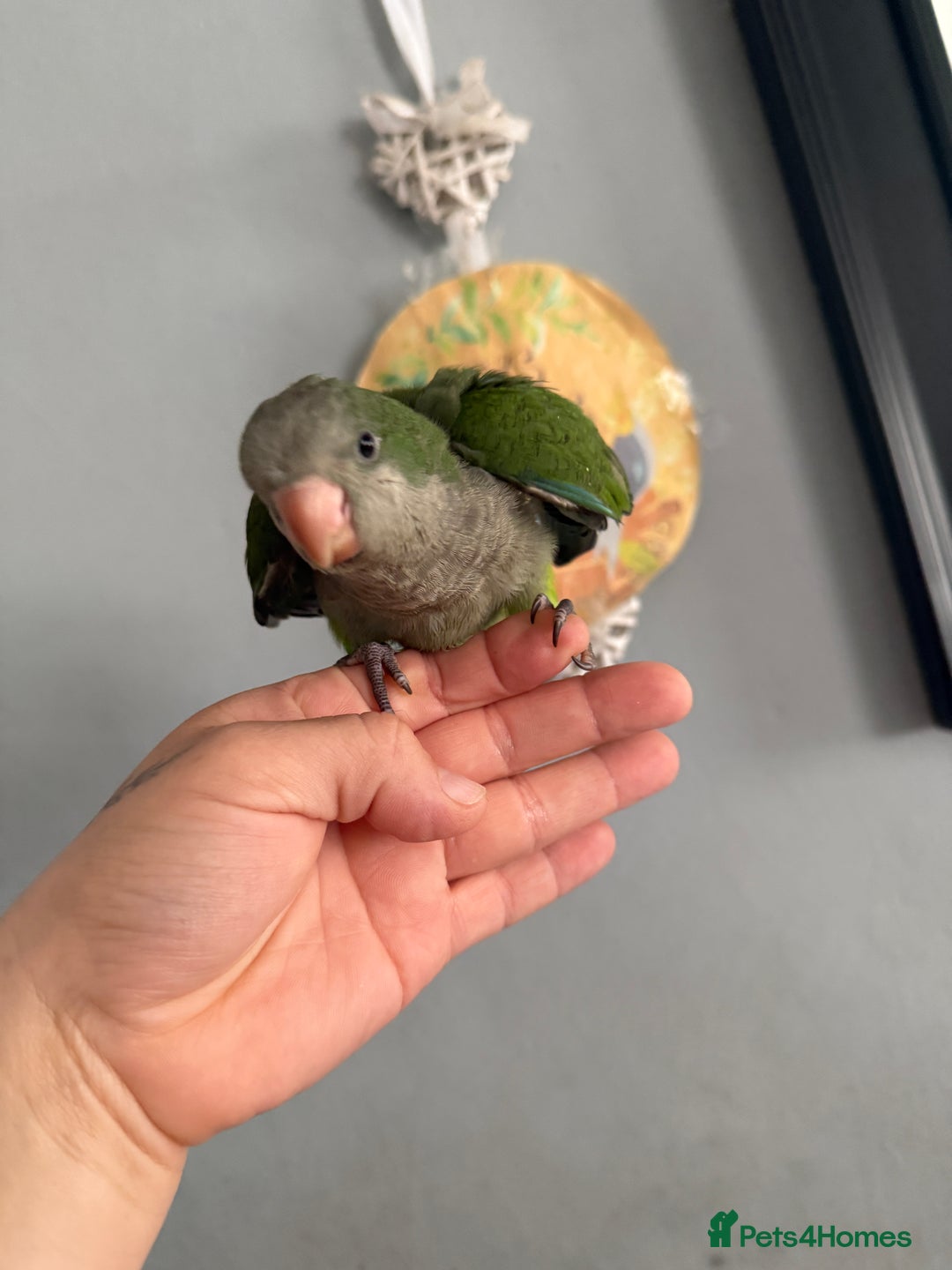 Parrots birds for sale: Hand reared baby Quaker parrots 3left ‼️ - Image 7