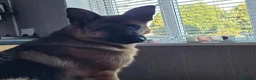German Shepherd dogs for sale: German sheperd - Advert 3