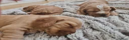 Cocker Spaniel dogs for sale: 3 golden Cocker Spaniels  - Advert 30