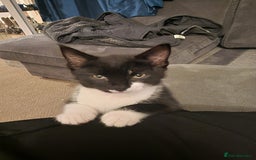 Mixed Breed cats for sale: One beautiful girl and one boy Tuxedo kittens - Advert 3