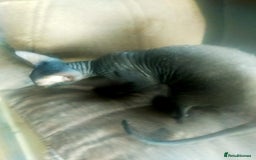 Sphynx cats for sale: FEMALE SPHYNX KITTENS  - Advert 8