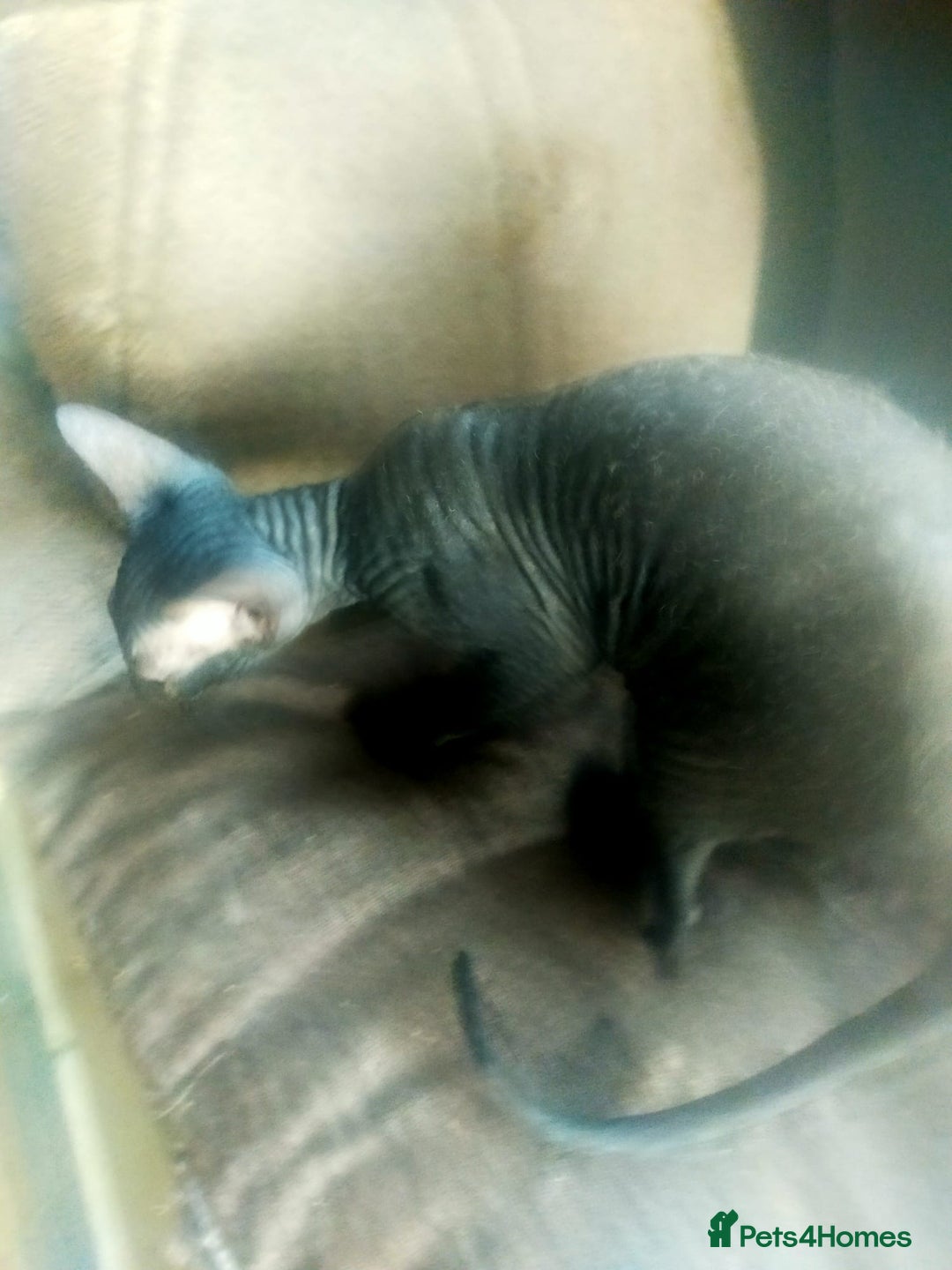 Sphynx cats for sale: FEMALE SPHYNX KITTENS  - Advert 8