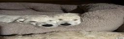 Standard Poodle dogs for sale: KC STANDARD POODLE PUPPIES - Advert 5