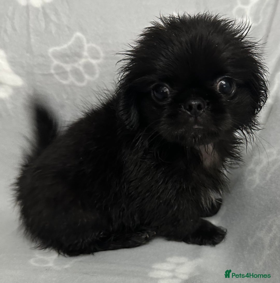 Mixed Breed dogs for sale: 4 fully vaccinated Tiny Pugingeses left  - Image 28