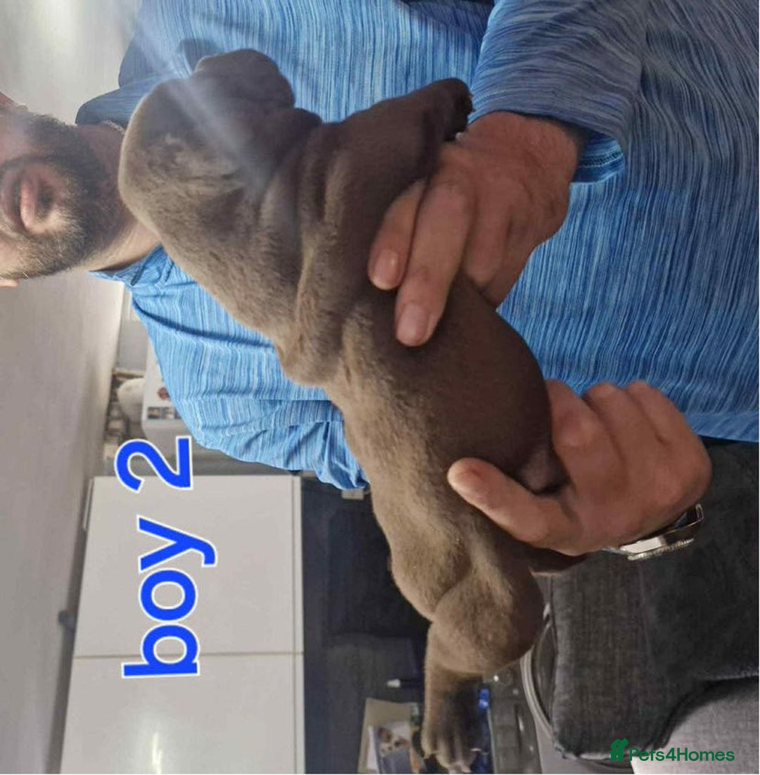 Old Tyme Bulldog dogs for sale: Oeb pups looking for forever homes 🏡  - Image 11