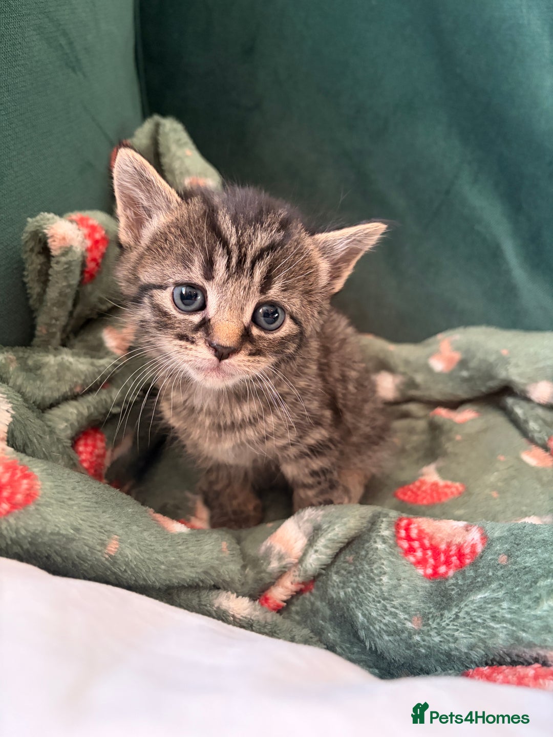 Domestic Shorthair cats for sale: Tabby Domestic Short Haired Kittens - Advert 9