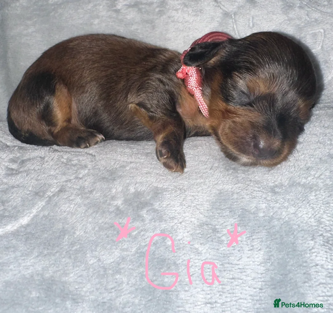 Miniature Dachshund dogs for sale: Long haired miniature dachshunds - Advert 1