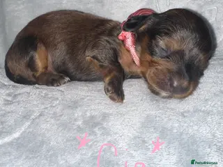 Miniature Dachshund dogs Long haired miniature dachshunds - Advert 1