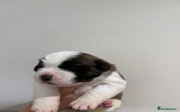 Saint Bernard dogs for sale: One male st bernard puppy - Image 7