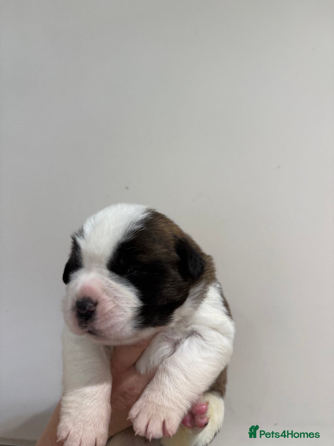 Saint Bernard dogs for sale: One male st bernard puppy - Image 7