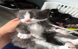 Turkish Van cats for sale: Black and white kittens last boy left  - Image 18