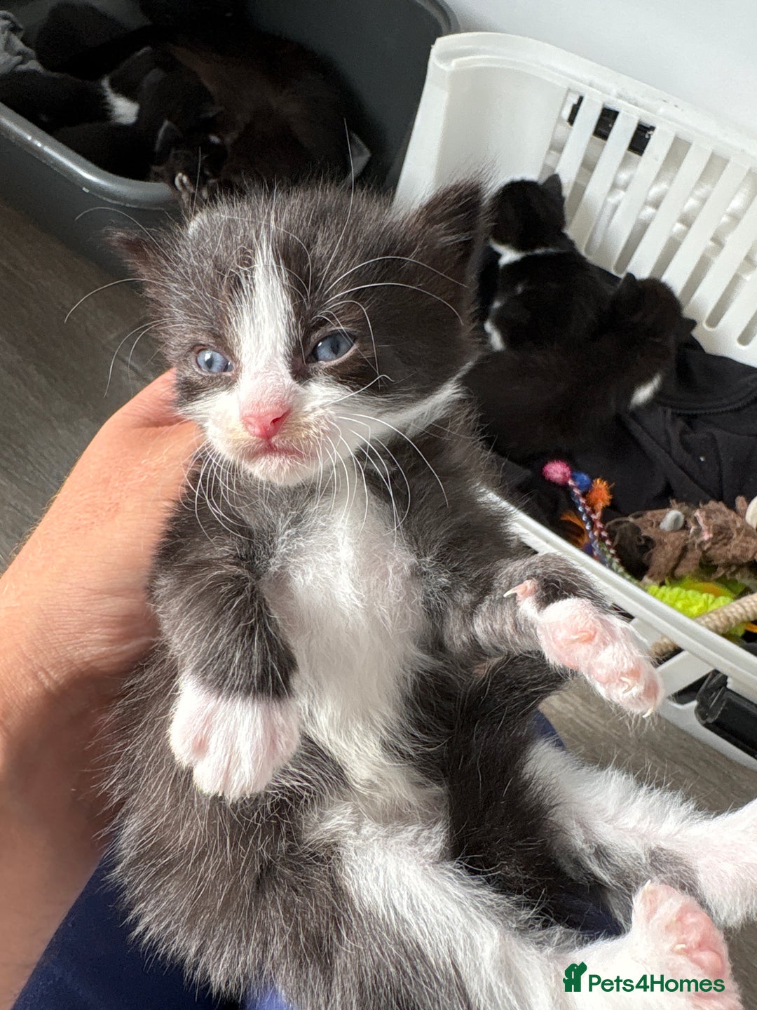 Turkish Van cats for sale: Black and white kittens last boy left  - Image 18