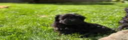 Mixed Breed dogs for sale: Gorgeous zuchon x toy poodle ready now - Advert 10