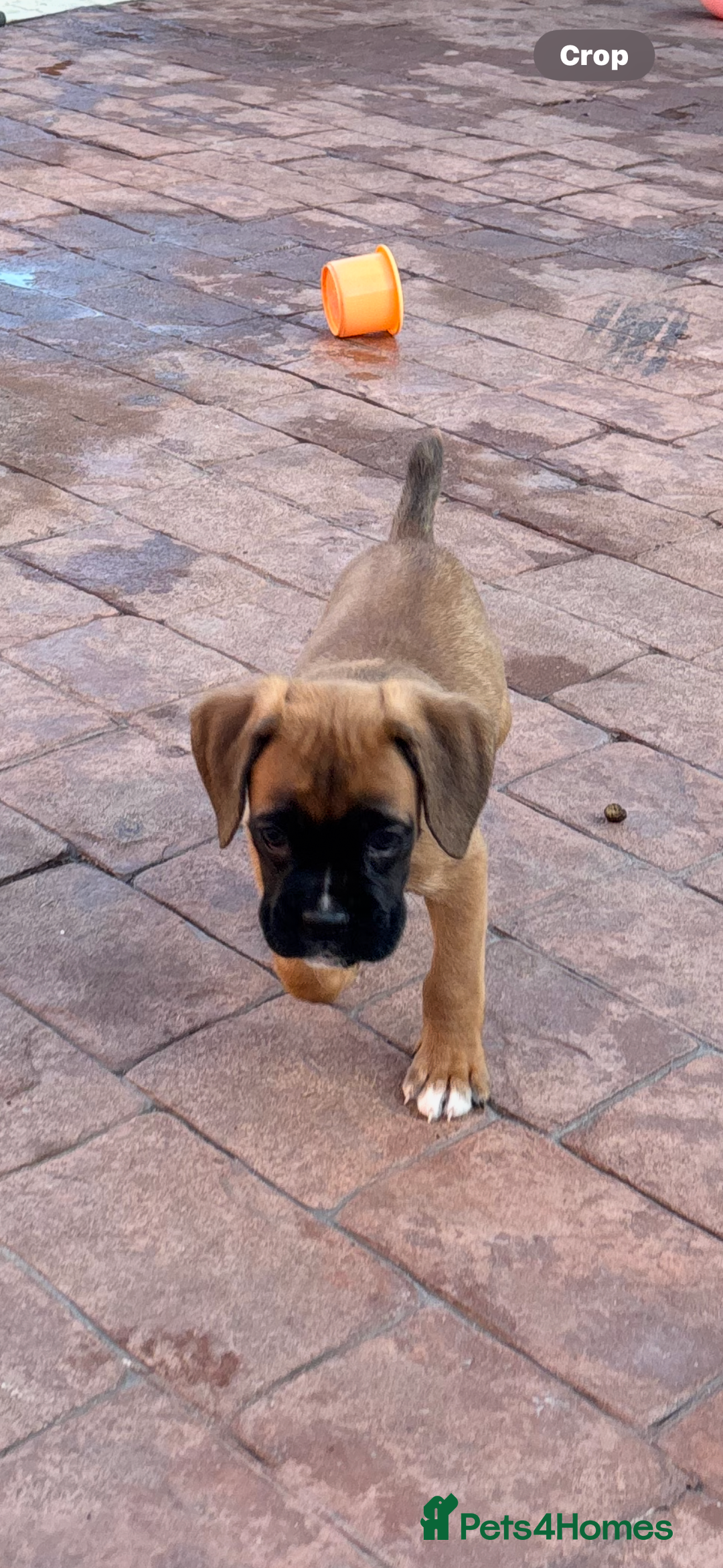 Boxer dogs for sale: Boxer pups  - Advert 6