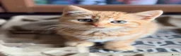 British Shorthair cats for sale: Stunning BSH Kittens Ready Now! - Advert 7