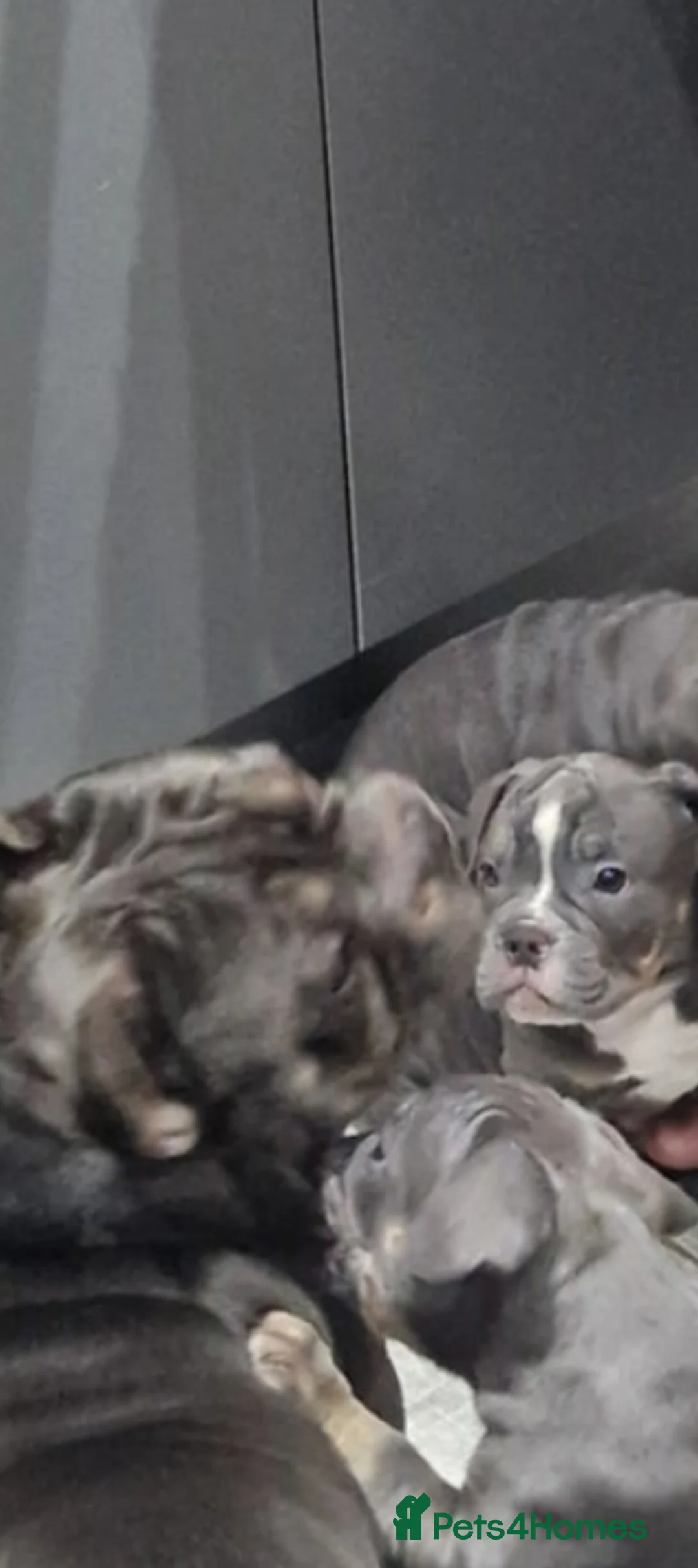 Mixed Breed dogs for sale: **10 months old bulldog cross** - Advert 19