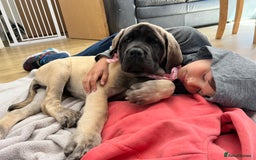 Mastiff dogs for sale: English Mastiff  - Image 4