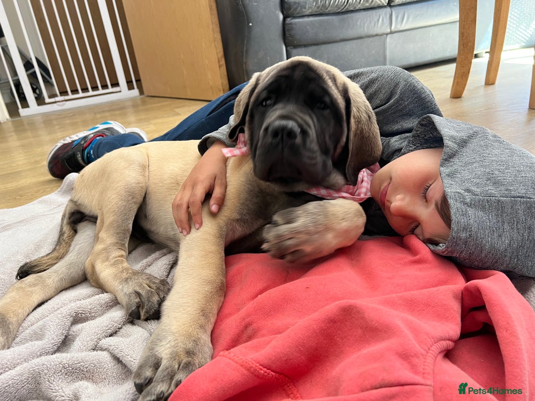 Mastiff dogs for sale: English Mastiff  - Image 4