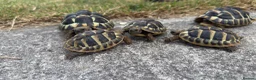 Hermann Tortoise reptiles for sale: Hermann Tortoise  in Bridgend - Advert 4