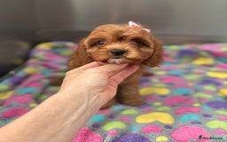 Cavapoo dogs for sale: Female Red Cavapoo Ready now  - Image 6